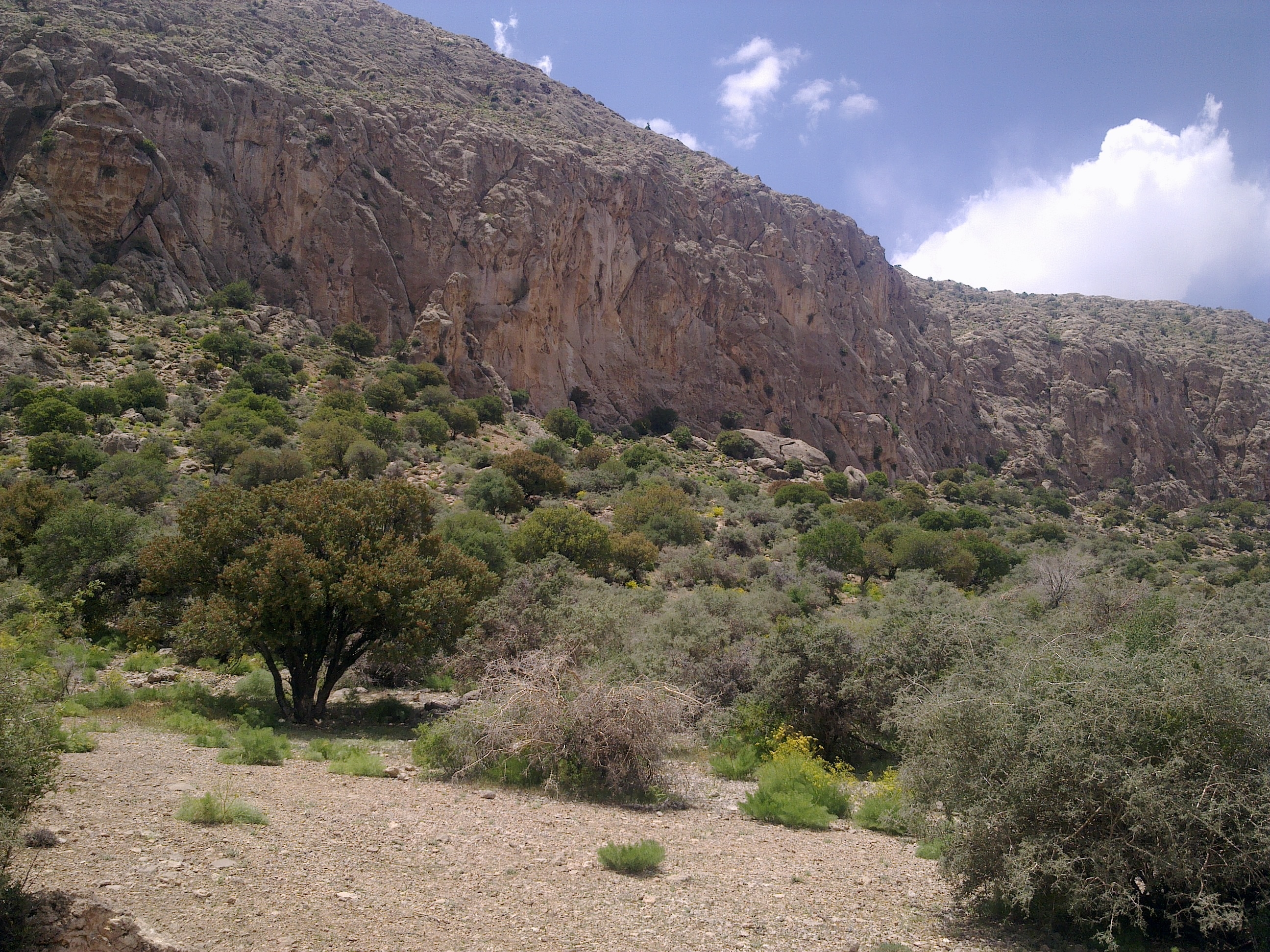 رویشگاه مناطق کوهستانی